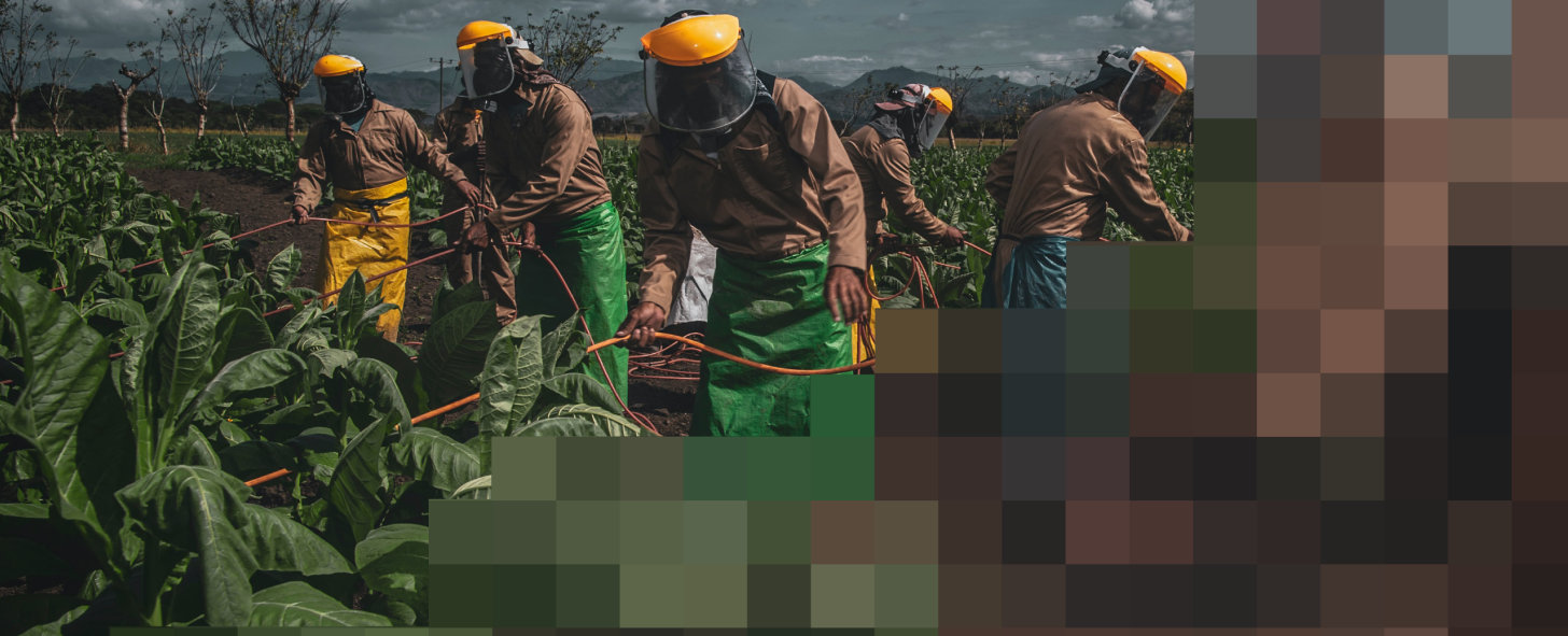 Workers in a field spraying crops.